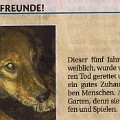 781 welpe  Ob ein Hund mit fünf Jahren noch ein Welpe ist? Das fragte sich Franz G. Angerer durchaus berechtigt. Erschienen in der Tageszeitung "Dolomiten". : Welpe
