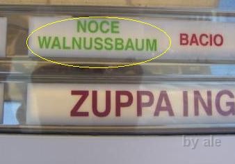 122 walnussbaum